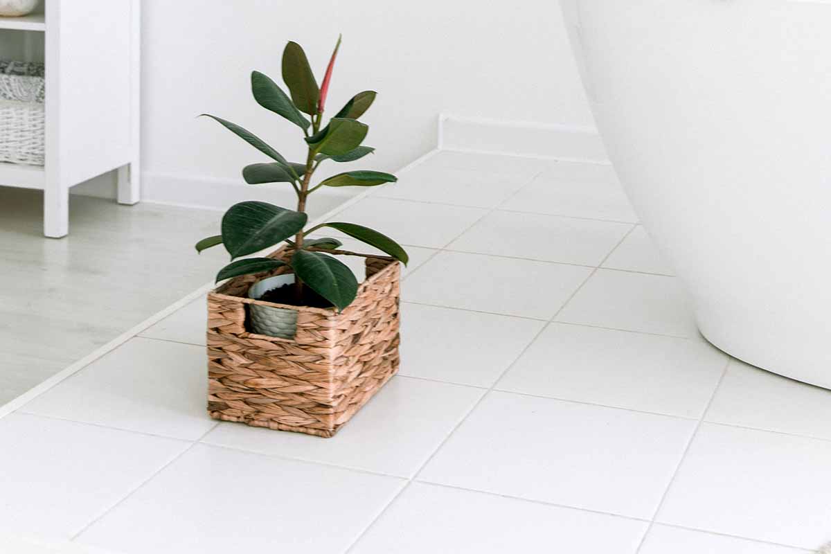 Come arredare il bagno con le piante? 6 soluzioni