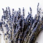 lavanda in vaso