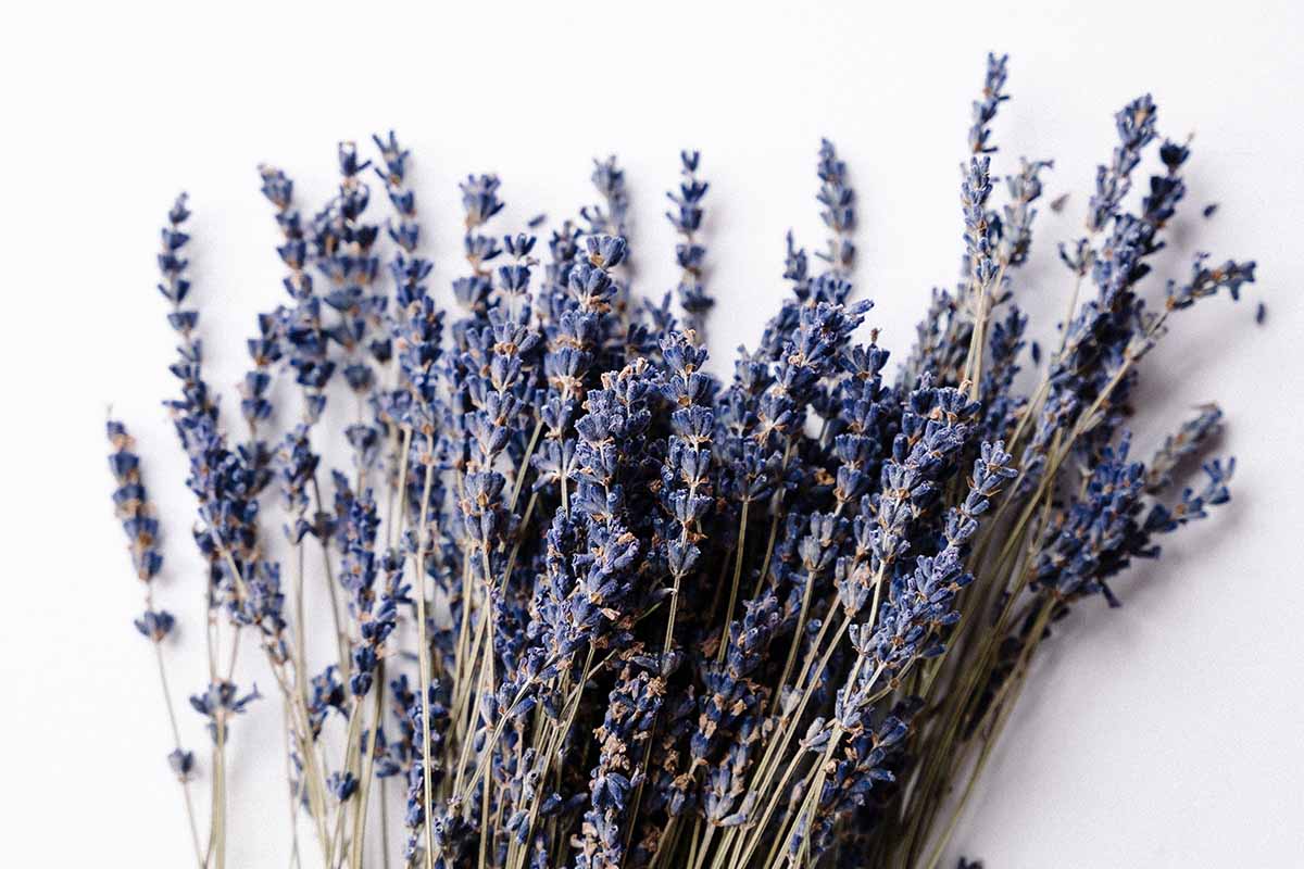 lavanda in vaso