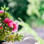 Fiori da balcone