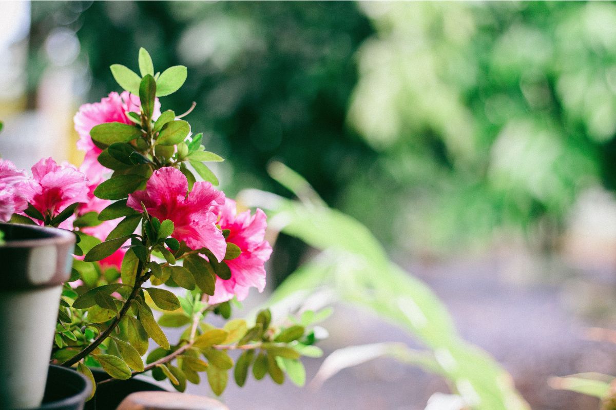 Fiori da balcone