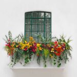 fiori per balcone all’ombra