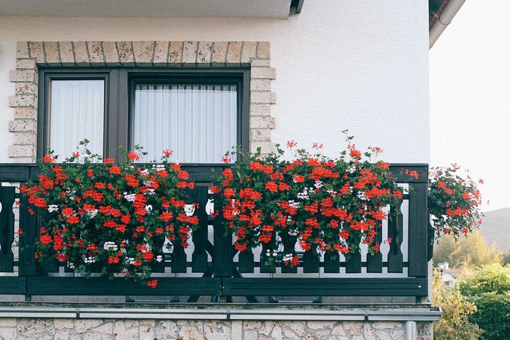 Piante da balcone