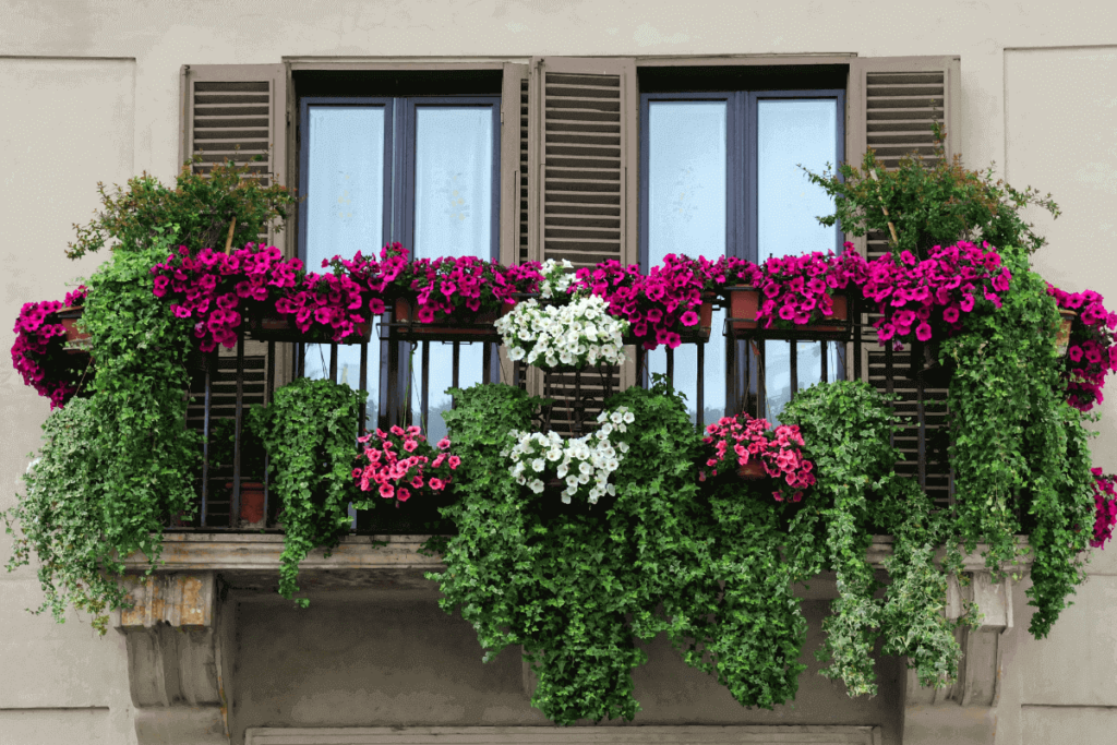 fiori balcone sole