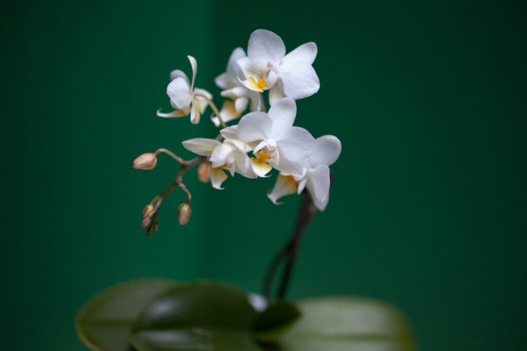 Come e quando rinvasare le orchidee