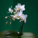 Come e quando rinvasare le orchidee?