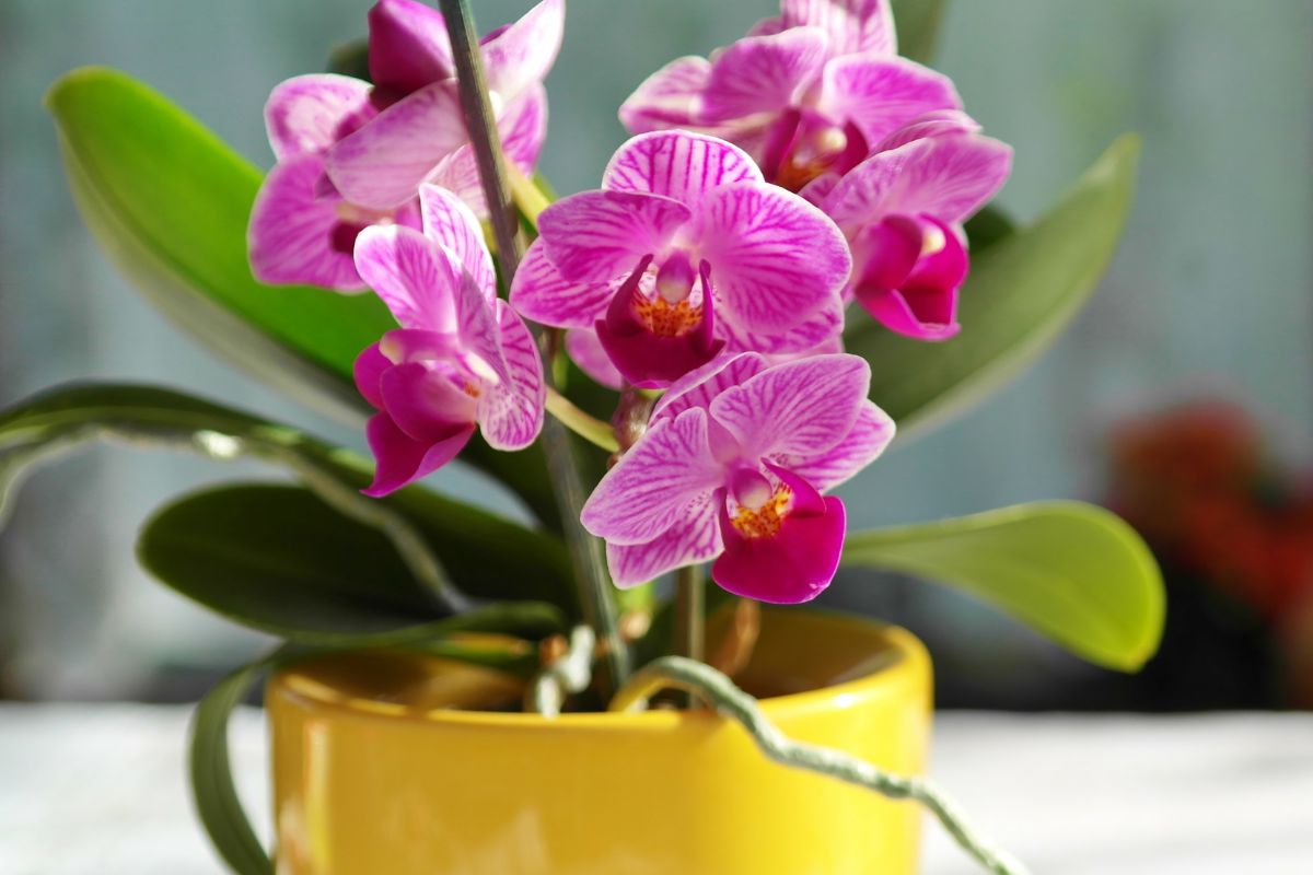 Come e quando rinvasare le orchidee