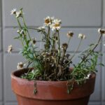 Come rianimare le piante appassite dopo l'inverno