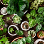 Giardinaggio: come proteggere le piante dal caldo