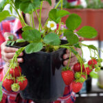 fragole in vaso