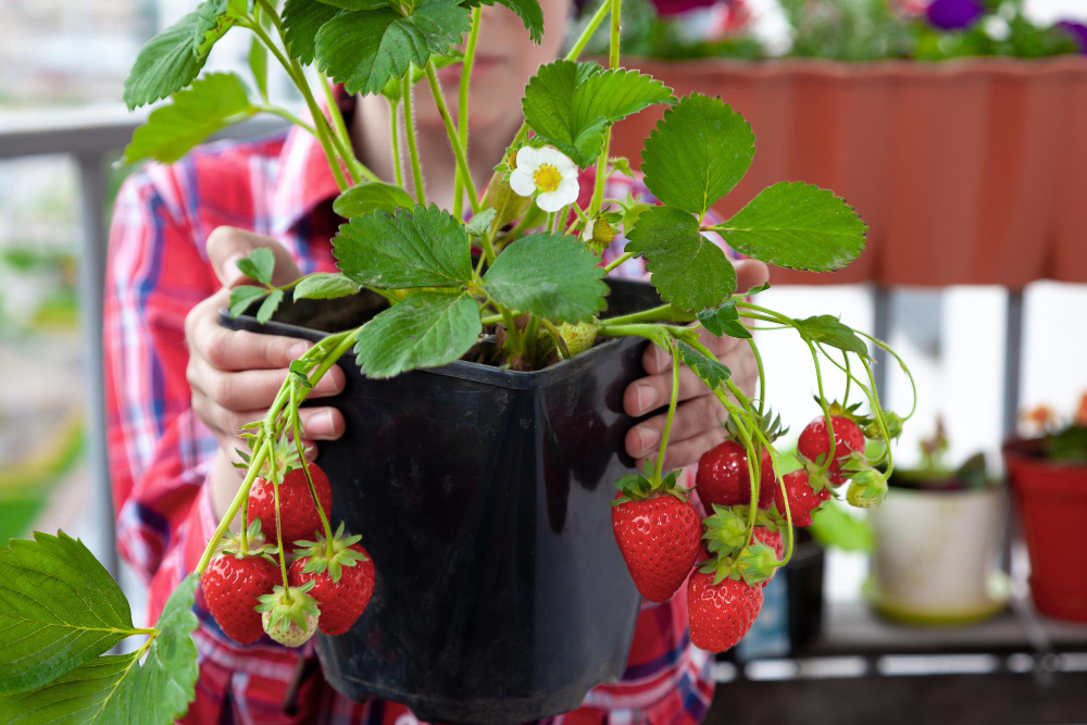 fragole in vaso