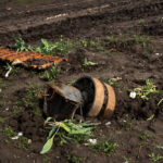 eliminare le talpe dal giardino