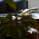 piante per interni con poca luce